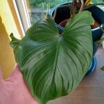 Homalomena rubescens Hoja