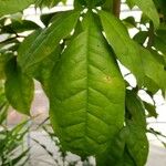 Citropsis gabunensis Hoja