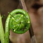 Thelypteris bergiana Φύλλο