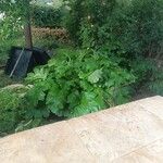 Acanthus mollisLeaf