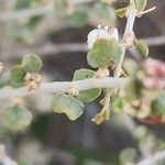Atraphaxis spinosa Hoja
