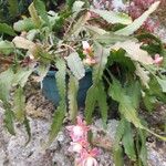 Disocactus phyllanthoides Blüte