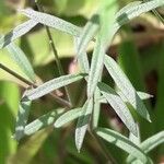 Polygala paniculata Blatt