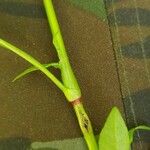 Persicaria hydropiper Leaf