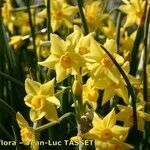 Narcissus × compressus Flor