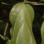 Piper multiplinervium Leaf