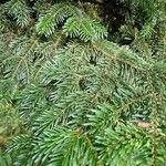 Abies nordmanniana Лист