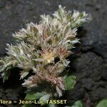 Polycarpaea divaricata Flower