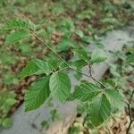 Fagus sylvaticaपत्ता