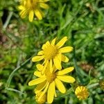 Senecio inaequidensBlomst