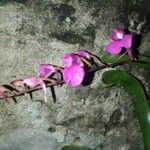 Ionopsis utricularioides Flower