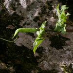 Arisaema tortuosum Агульны выгляд