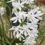 Narcissus papyraceus Flower