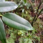 Maillardia borbonica List