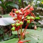 Clerodendrum speciosissimum 果