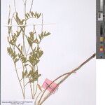 Tephrosia ringoetii Alia
