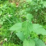 Scrophularia alpestris Habit