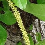 Pterocarya rhoifolia 花