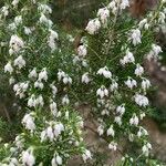 Erica arboreaFlower