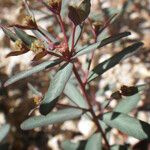 Euphorbia gayi Çiçek