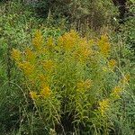 Solidago canadensis Habit