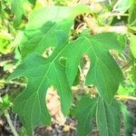 Montanoa hibiscifolia Frunză