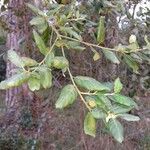 Quercus suber Leaf