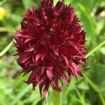 Gymnadenia nigra Flower