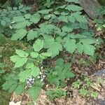 Actaea spicata Elinympäristö