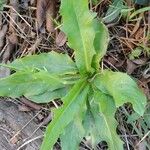 Crepis pulchra Feuille