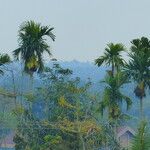 Areca catechu Habit