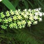 Amianthium muscitoxicum Flower