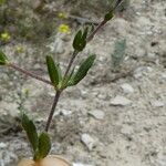 Helianthemum salicifolium Ekosanga