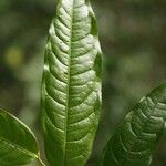 Eschweilera chartaceifolia Leaf