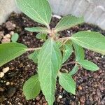 Acalypha australis Leaf