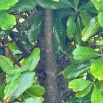 Myrsine guianensis Bark