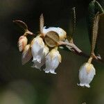 Chamaedaphne calyculata Virág