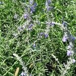 Salvia azurea Облик