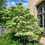 Cornus kousa Hábitos