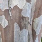 Lagerstroemia indica 樹皮