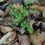 Lygodium japonicum Leaf
