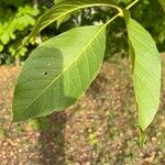 Juglans regia Лист