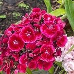 Dianthus barbatusLorea