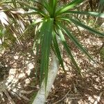 Pandanus purpurascens Hoja