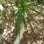 Pandanus purpurascens Yaprak