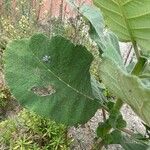 Wigandia urens Leaf