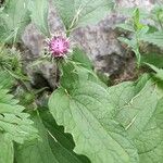 Arctium minusFlor