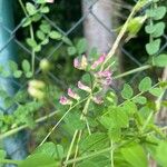 Vicia dumetorum Kukka