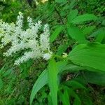 Maianthemum racemosum Çiçek