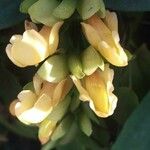 Thunbergia coccinea Flor